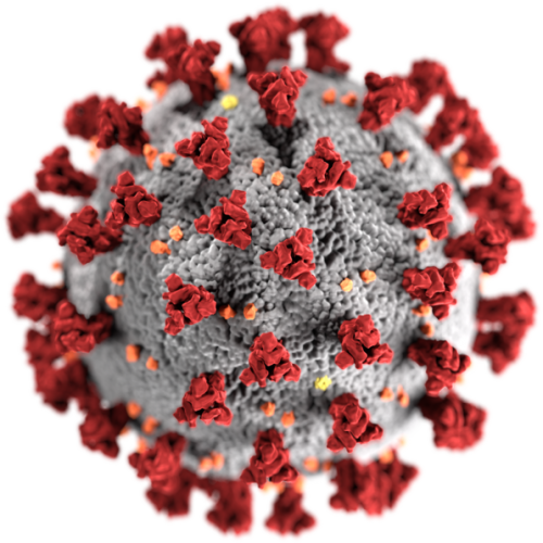 Algoritme diagnòstic SARS CoV2