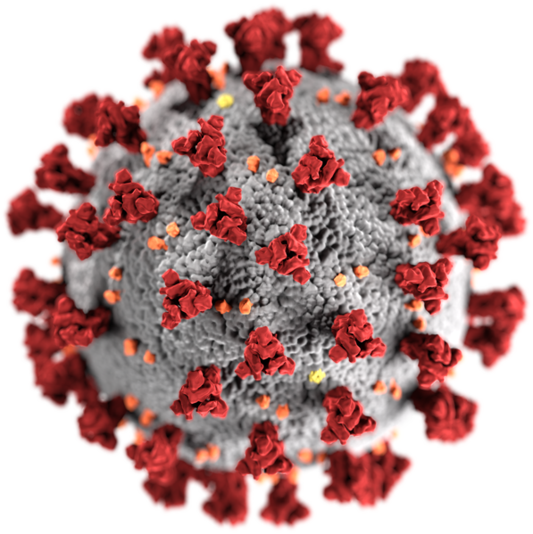 Algoritme diagnòstic SARS CoV2